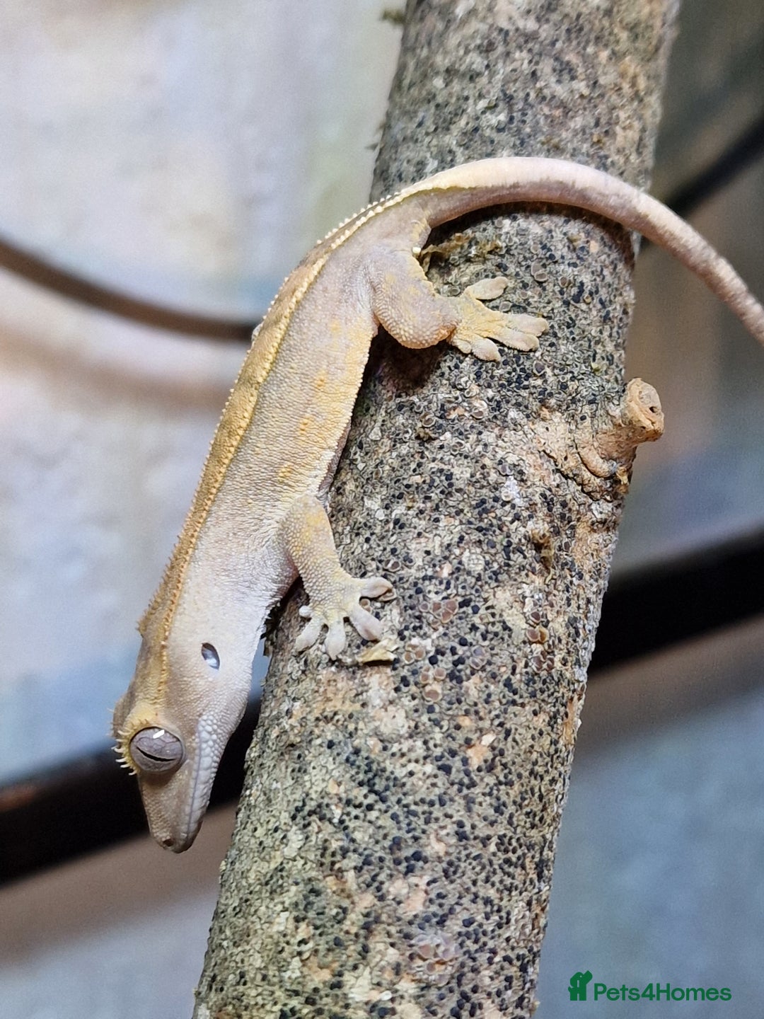 Gecko reptiles for sale: 45x45x90 Exo Terra Terrarium with 2 Crested Geckos - Advert 6