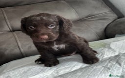 Cocker Spaniel dogs for sale:   KC Registered cocker spaniel 🐾🐾🐾🐾🐾🐾🐾🐾 - Image 11