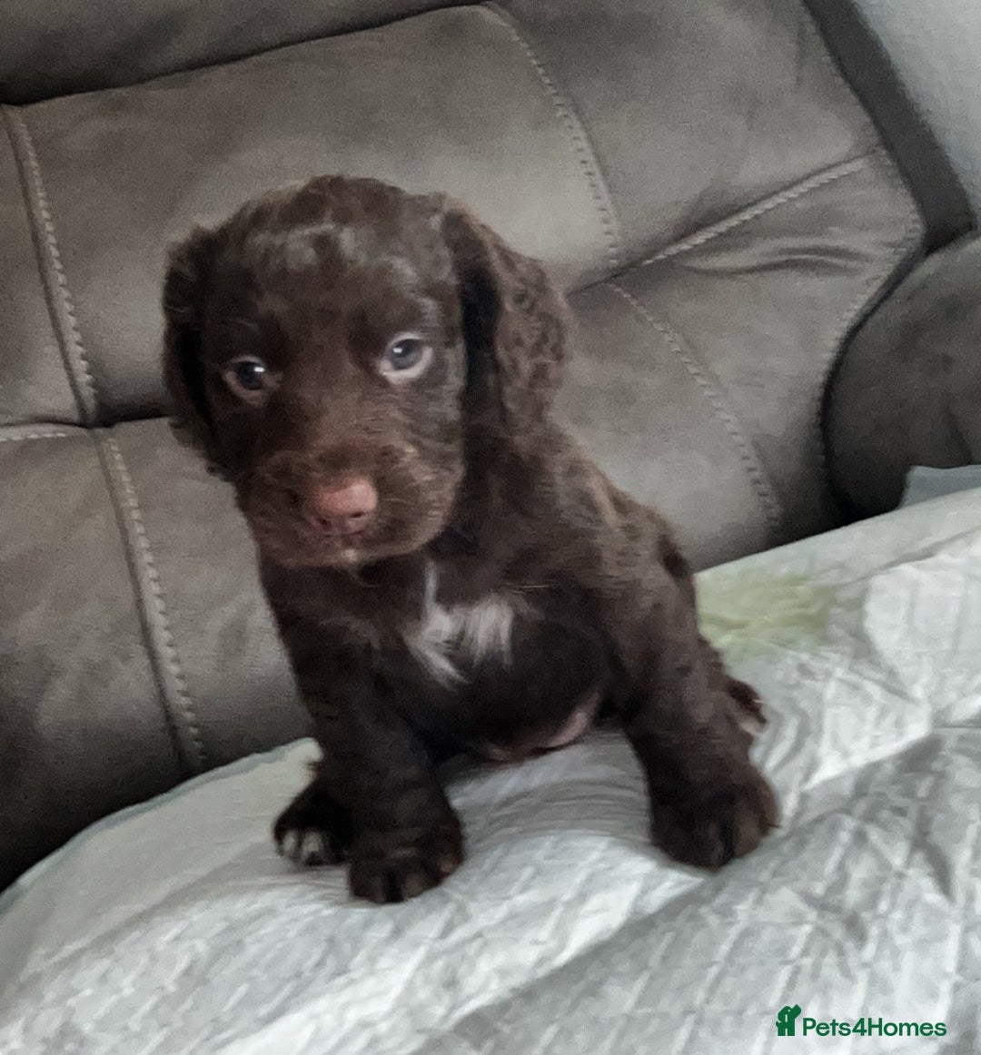 Cocker Spaniel dogs for sale:   KC Registered cocker spaniel 🐾🐾🐾🐾🐾🐾🐾🐾 - Image 11
