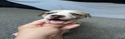 Whippet dogs for sale: Whippet bitch for sale 1 girl left  - Advert 8