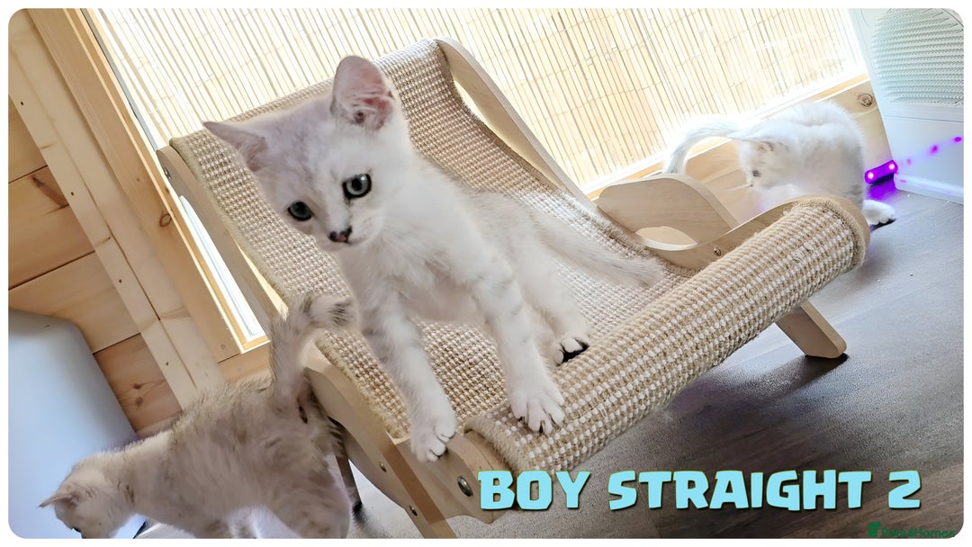 Scottish Fold cats for sale: Scottish Fold Kittens (Delivery  available) - Image 8