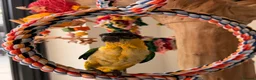 Parrots birds for sale: Silly Tame Pallid Black Headed Caique READY NOW - Advert 4