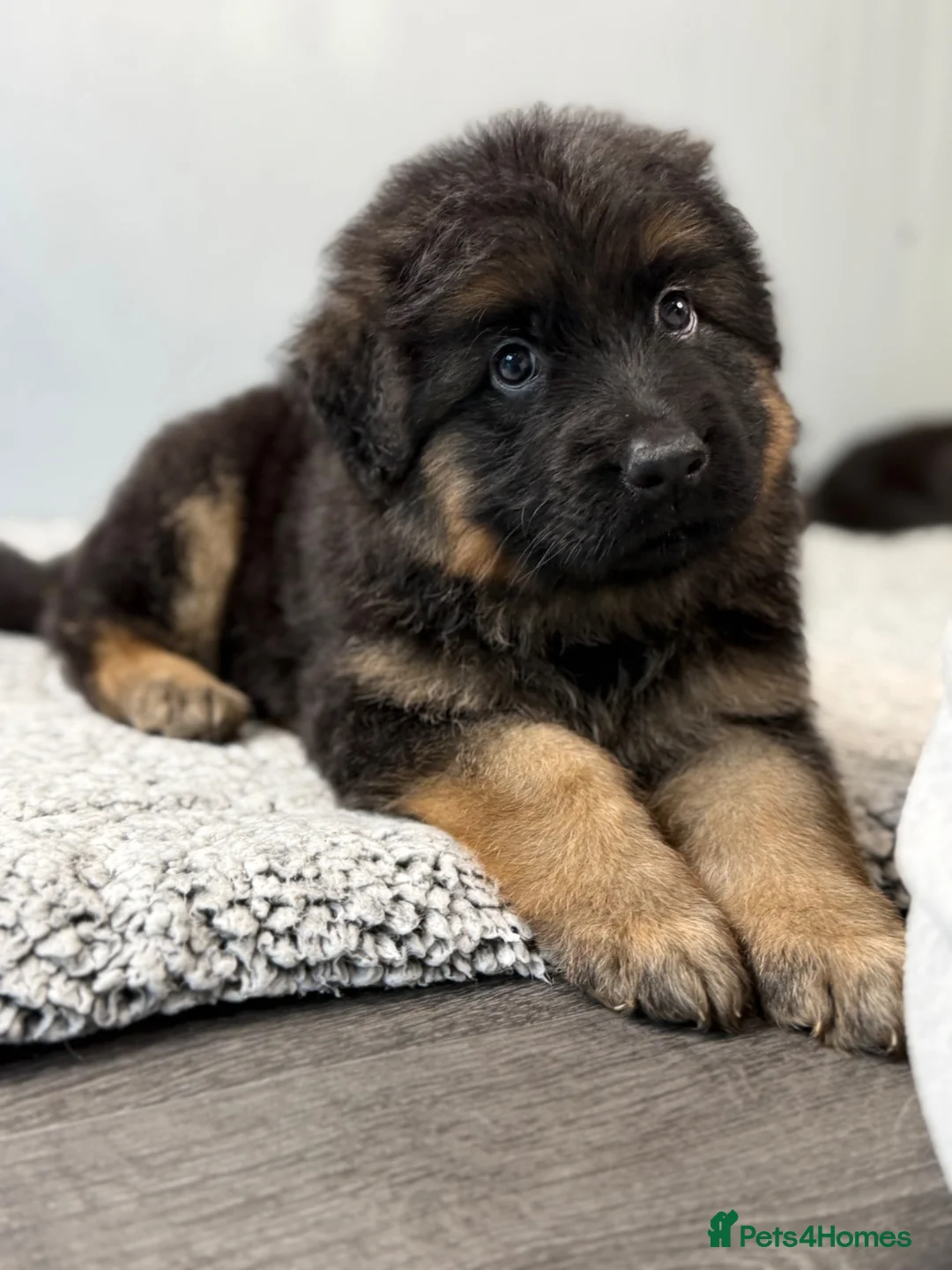 German Shepherd dogs for sale: Huge top quality 4th generation KC puppies - Advert 2