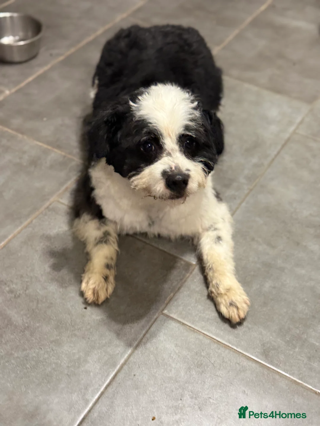 Mixed Breed dogs for adoption: Cute Teddy looking for True Love  - Advert 22