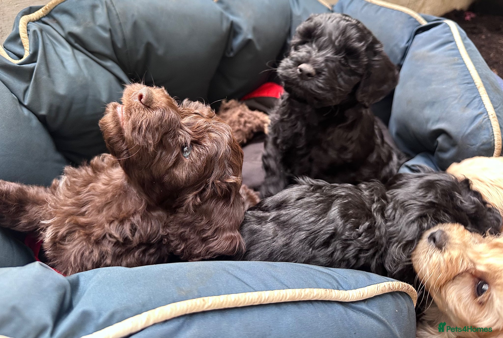 Cockapoo dogs F2 Cockapoo Puppies - Advert 19