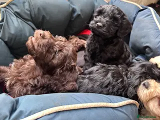 Cockapoo dogs F2 Cockapoo Puppies - Advert 19