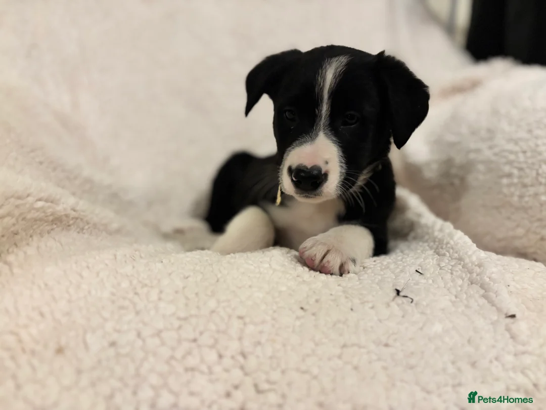 Borador dogs for sale: Beautiful Borador puppies for sale  - Advert 15