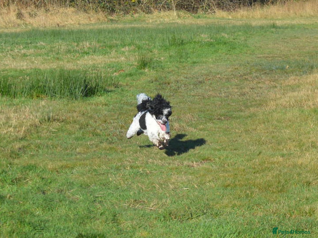 Miniature Poodle dogs for stud: Gorgeous Parti Miniature Poodle - Advert 10