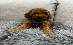 Labradoodle dogs for sale: Miniature Labradoodle  - Advert 13