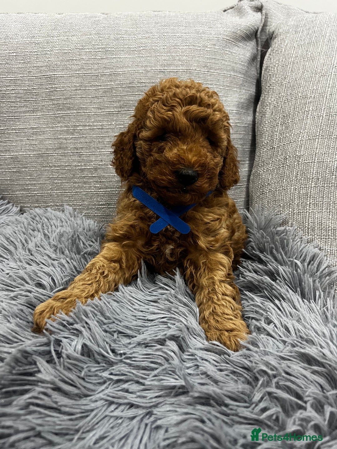Labradoodle dogs for sale: Miniature Labradoodle  - Advert 13