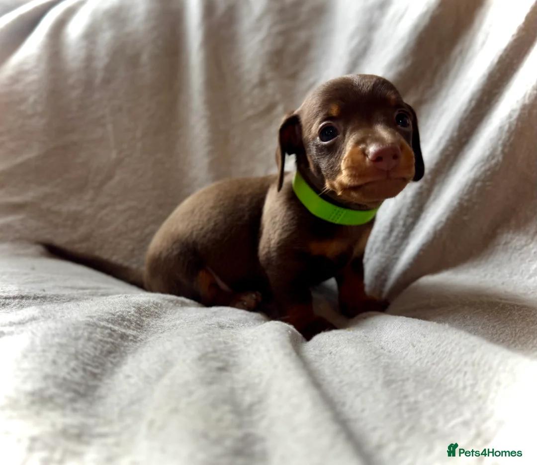 Miniature Dachshund dogs for sale: New Year’s Day Miniature Dachshunds!  - Advert 3