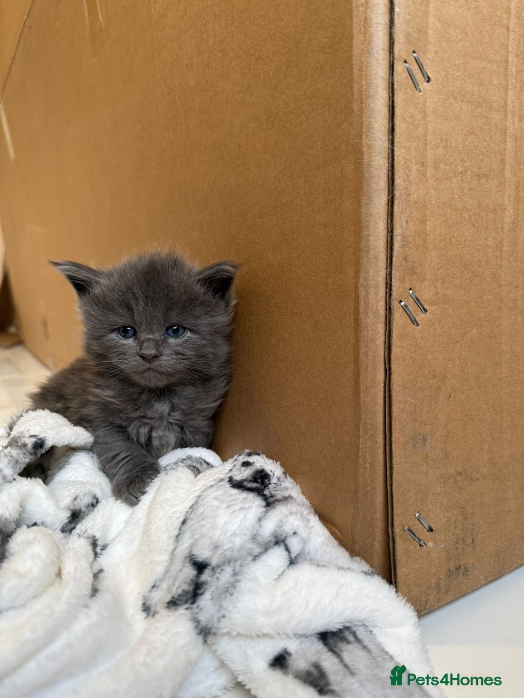 Maine Coon cats for sale: Pedigree Tica Russian Import line Maine Coons - Advert 15