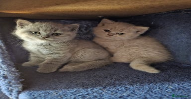 British Shorthair cats - Advert 11