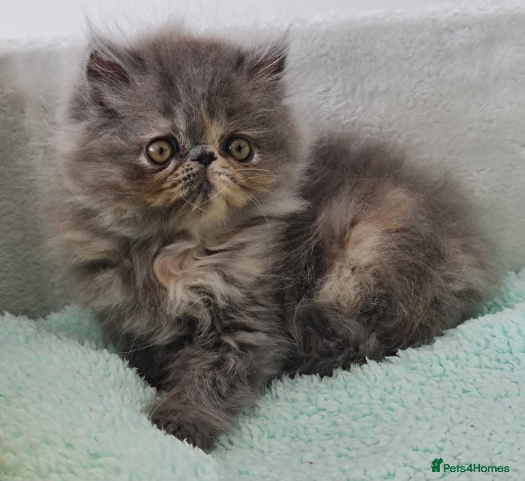 Persian cats for sale: Beautiful kittens looking for loving homes!!! in Stanford-le-Hope - Image 3
