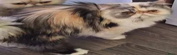Persian cats for sale: Two gorgeous silver tortie and white tabbies  in Bridgwater - Advert 6