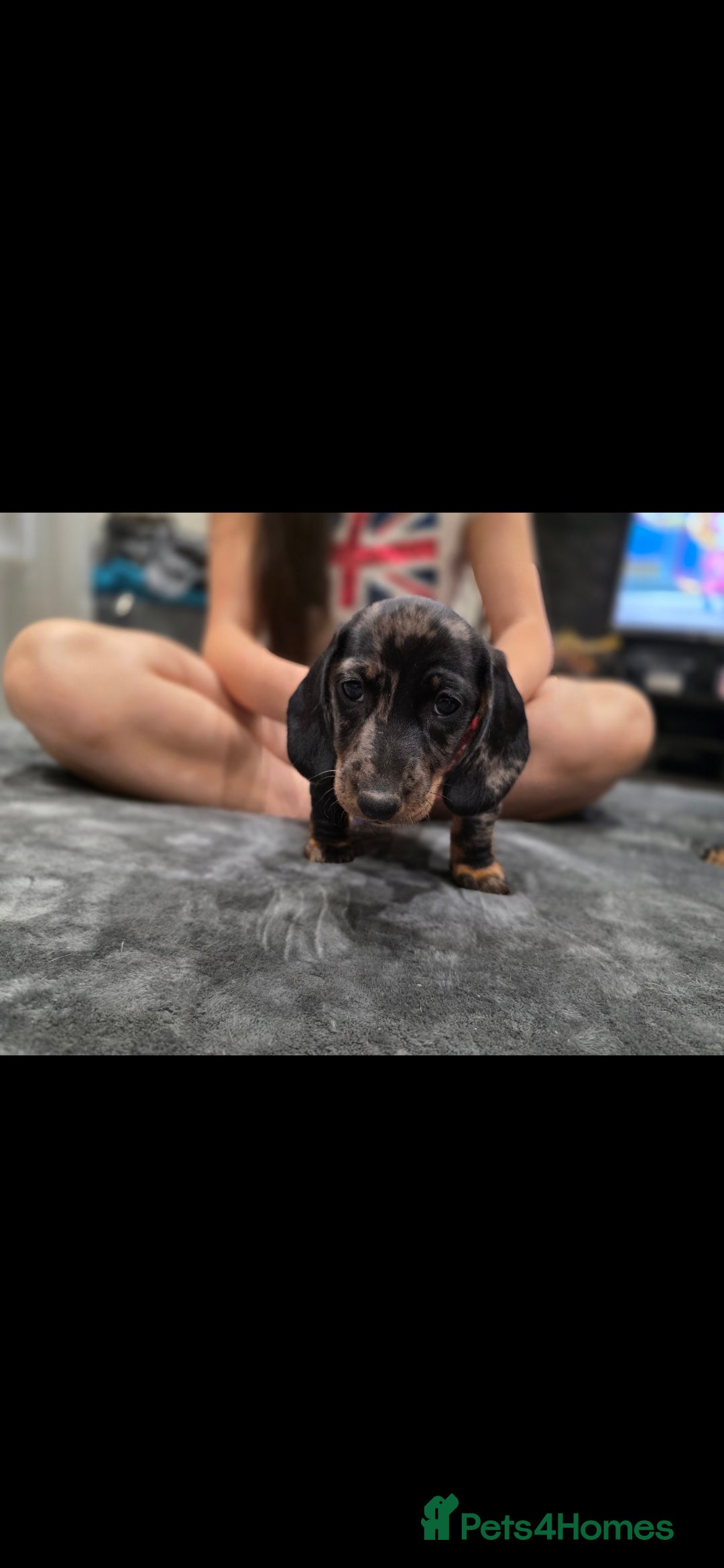 Dachshund dogs for sale: Beautiful puppies - Image 15