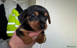 Mixed Breed dogs for sale: Minituar yorkie cross dashound puppies - Image 14