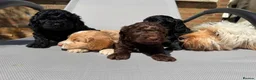 Cockapoo dogs for stud: Proven chocolate Cockapoo STUD - Advert 15