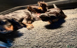 Cockapoo dogs for sale: Miniature cockapoos - Image 2