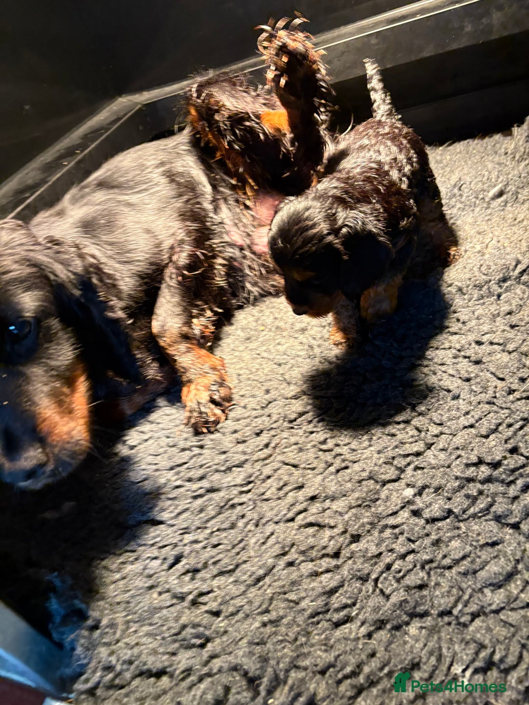 Cockapoo dogs for sale: Miniature cockapoos - Image 2