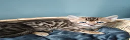 Bengal cats for sale: Tica RG pure bengels in Chesterfield - Advert 22