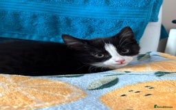 Mixed Breed cats for sale: Black and white female kitten 🐈‍⬛ - Image 5