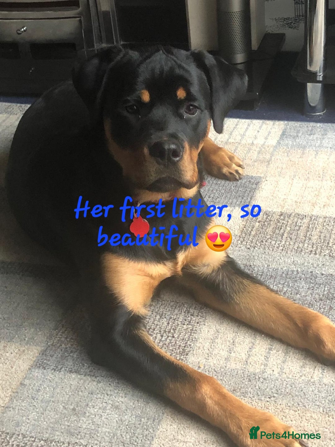 Rottweiler dogs for sale: Rottweiler puppies  - Image 23