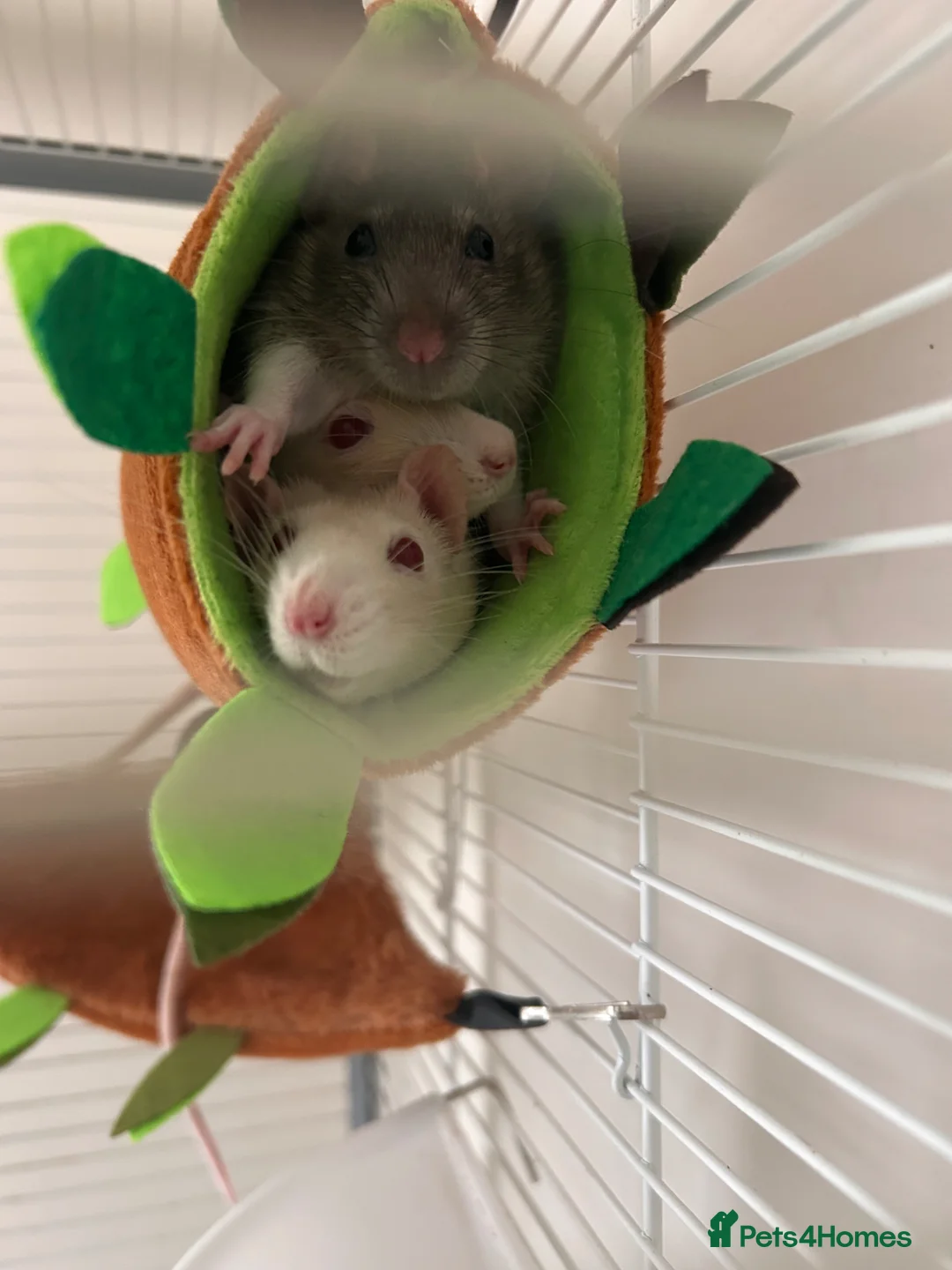 Rat rodents for sale: 4 Female rats for sale and cage - Advert 1