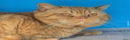 British Shorthair cats for stud: Champion Proven British Shorthair  - Advert 6