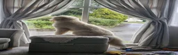 Italian Spinone dogs for sale: Spinone  in Skelmersdale - Advert 10