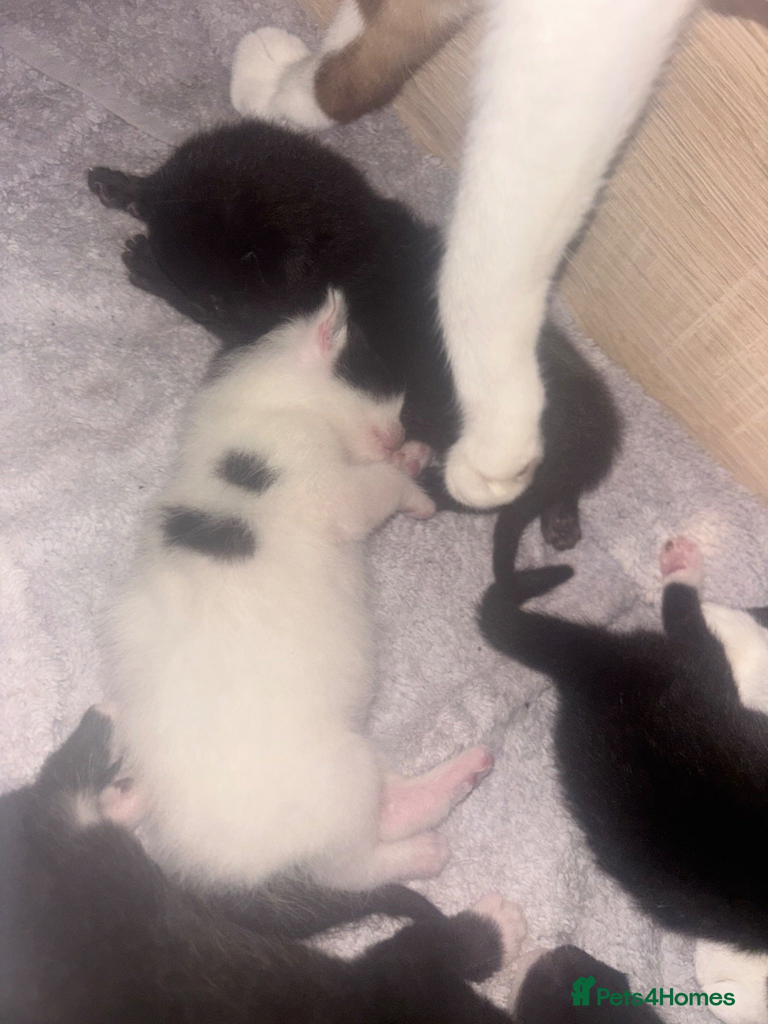 Mixed Breed cats Beautiful kittens looking for there forever home  - Advert 16