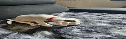Jack Russell dogs for sale: Jack russel puppies in Leeds - Advert 4