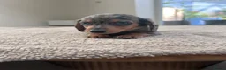 Miniature Dachshund dogs for sale: *** 3 beautiful mini dachshunds ** - Advert 18
