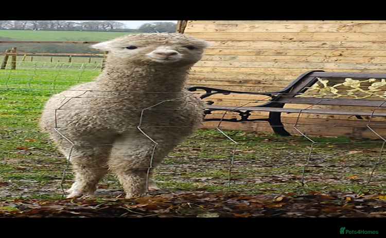 Alpaca livestock - Advert 1
