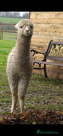 Alpaca livestock - Advert 2
