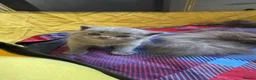 British Shorthair cats for sale: Beautiful British Shorthair Kittens in Watford - Advert 17