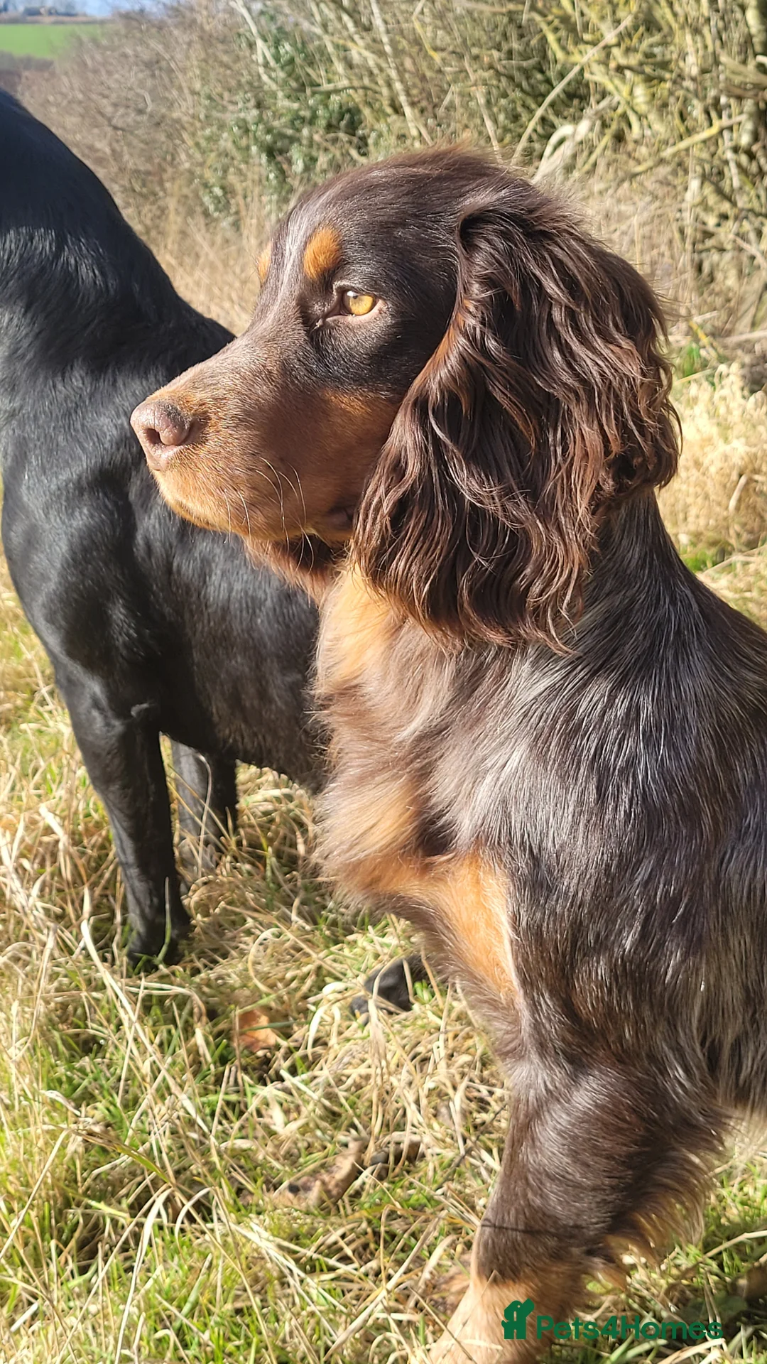 Cocker Spaniel dogs for stud: Health Tested liver roan and tan  working cocker   in Malton - Advert 9