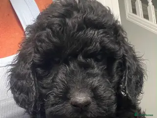 Cockapoo dogs STUNNING HEALTH CLEAR COCKAPOO PUPPIES - Advert 11