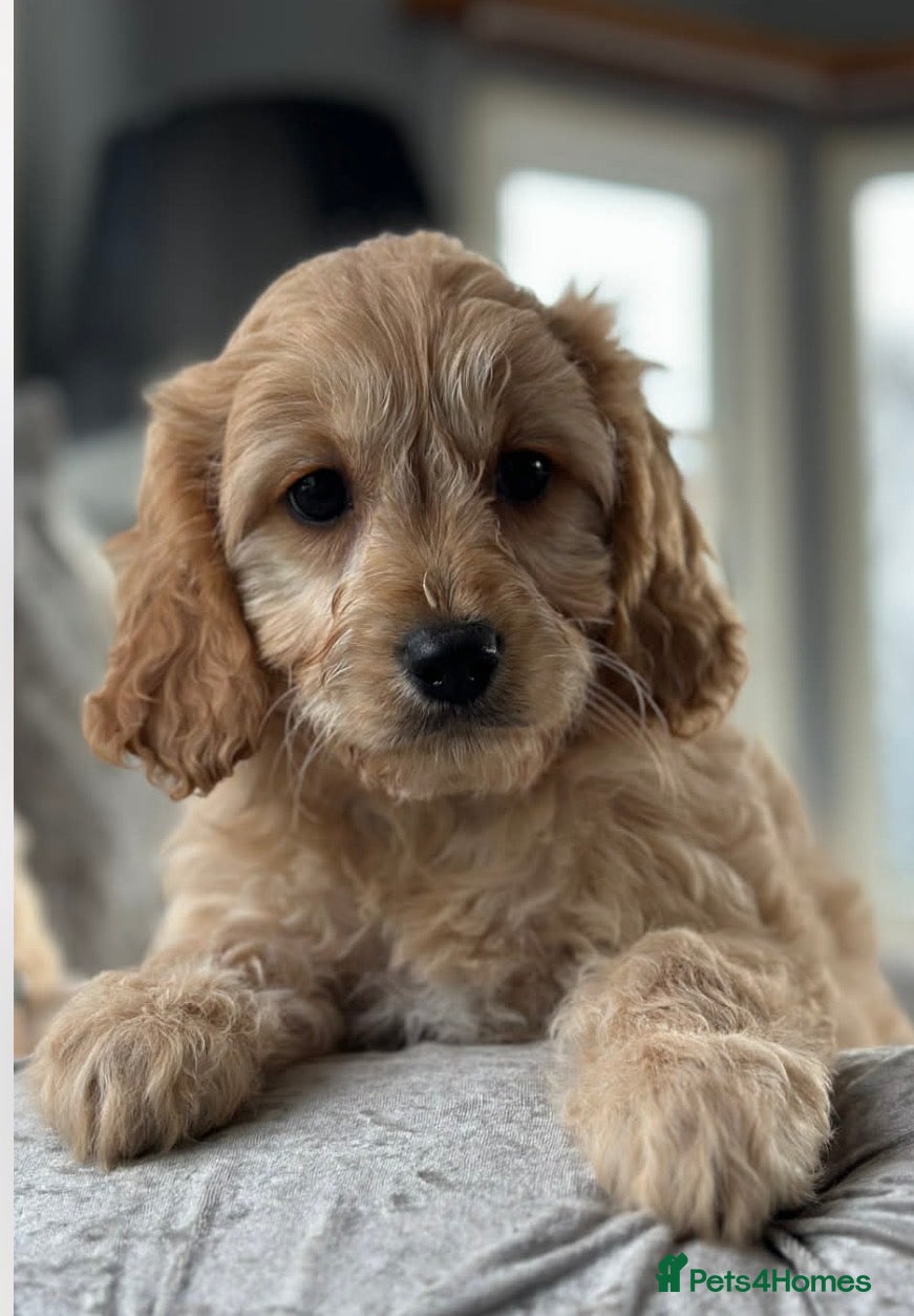Cavapoo dogs Stunning fully vaccinated Cavapoo pups - Advert 1