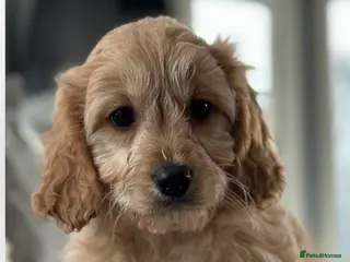Cavapoo dogs for sale: Stunning fully vaccinated Cavapoo pups - Advert 1