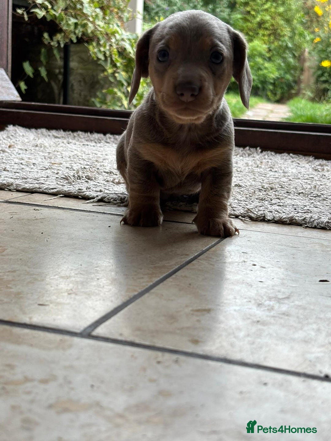 Miniature Dachshund dogs for sale: Mini short/long coat crossed dachshund  - Image 4