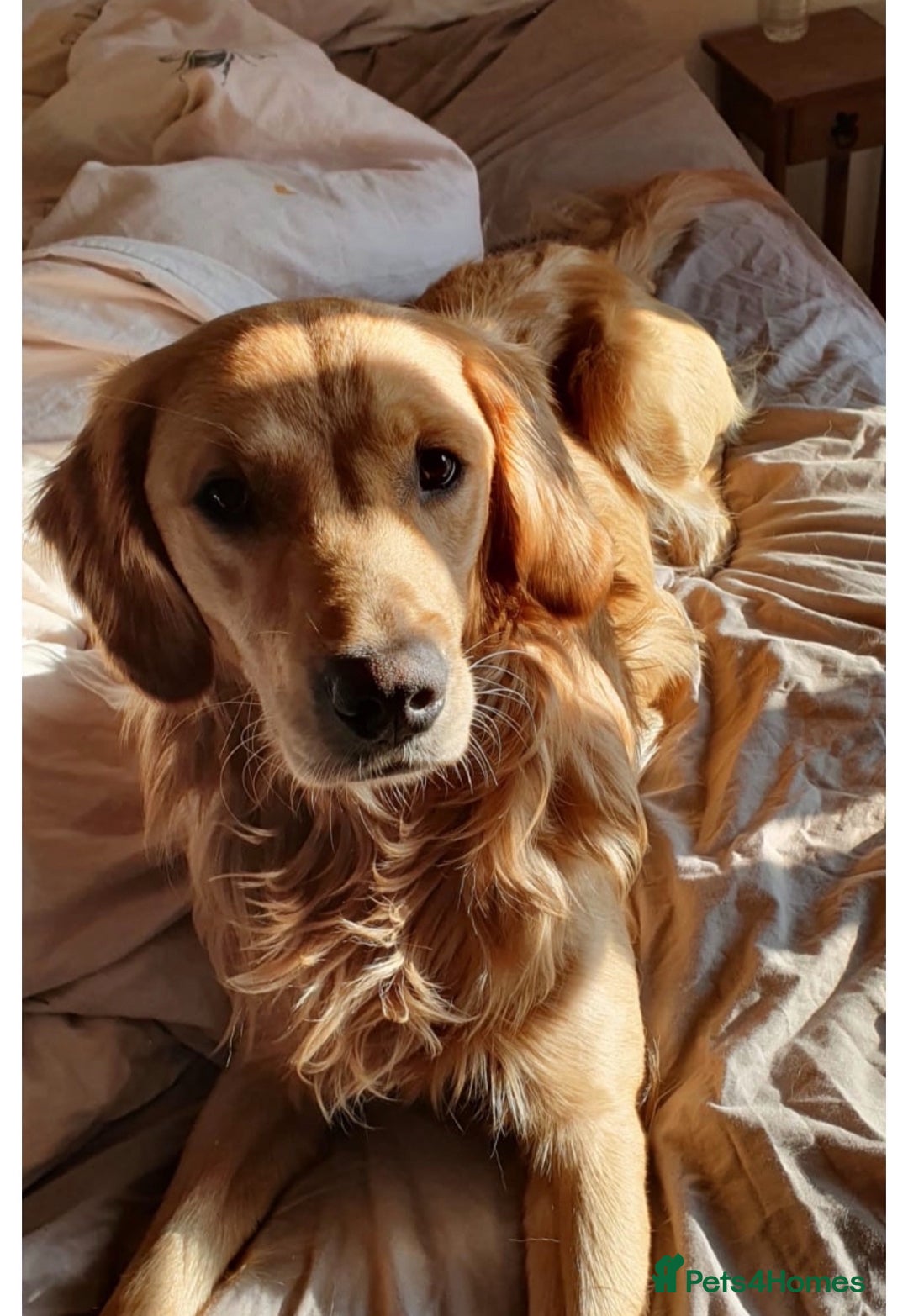 Retriever Cross Golden Spaniel Mix Cocker Spaniel Golden Retriever