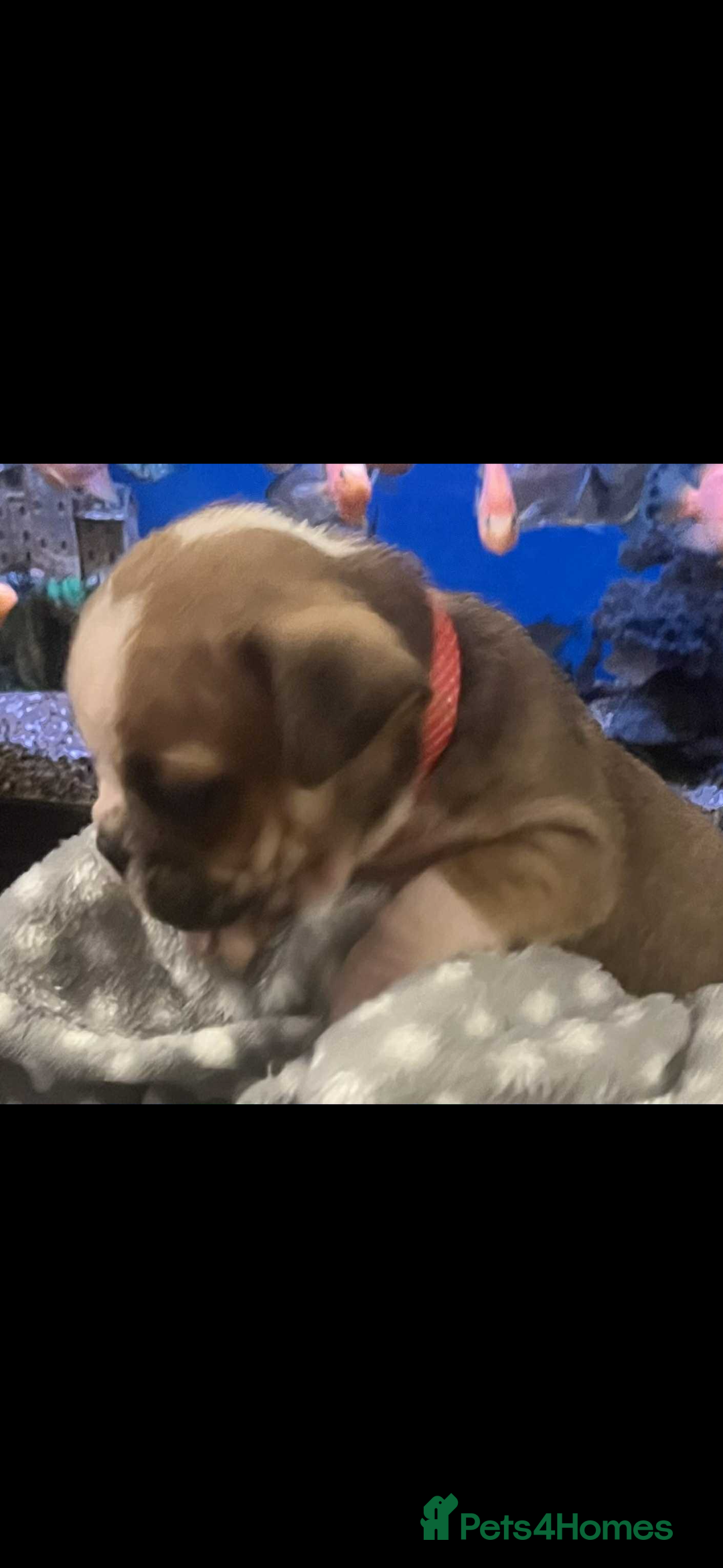 Mixed Breed dogs for sale: English Bulldog/ Olde English Bulldog - Advert 2