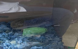 Pygmy Hedgehog rodents for sale: Albino African Pygmy hedgehog with setup - Image 2