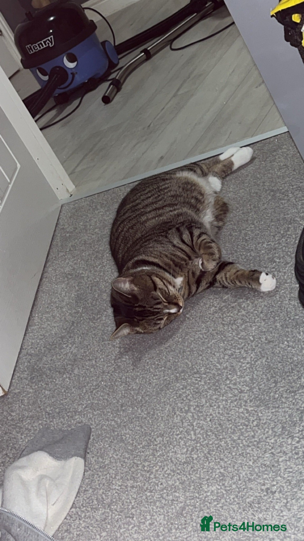 Mixed Breed cats 1 year old female cat - Advert 5