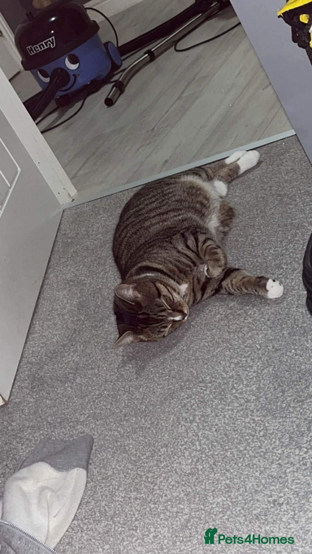 Mixed Breed cats for sale: 1 year old female cat in Sheffield - Advert 1