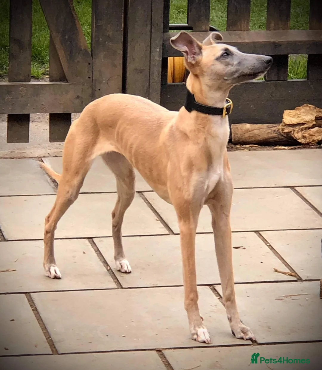 Mixed Breed dogs for sale: Whippet x Poodle READY NOW - Advert 23