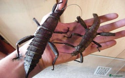 Stick Insects invertebrates for sale: GIANT Spiny Stick Insects - Large Nymph Pair!!! - Advert 1