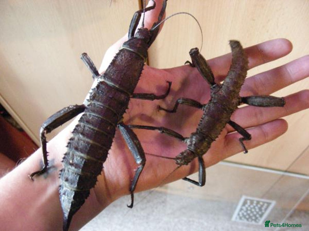Stick Insects invertebrates for sale: GIANT Spiny Stick Insects - Large Nymph Pair!!! - Advert 1