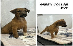 Lakeland Terrier dogs for sale: Lakeland terrier puppies  - Image 12